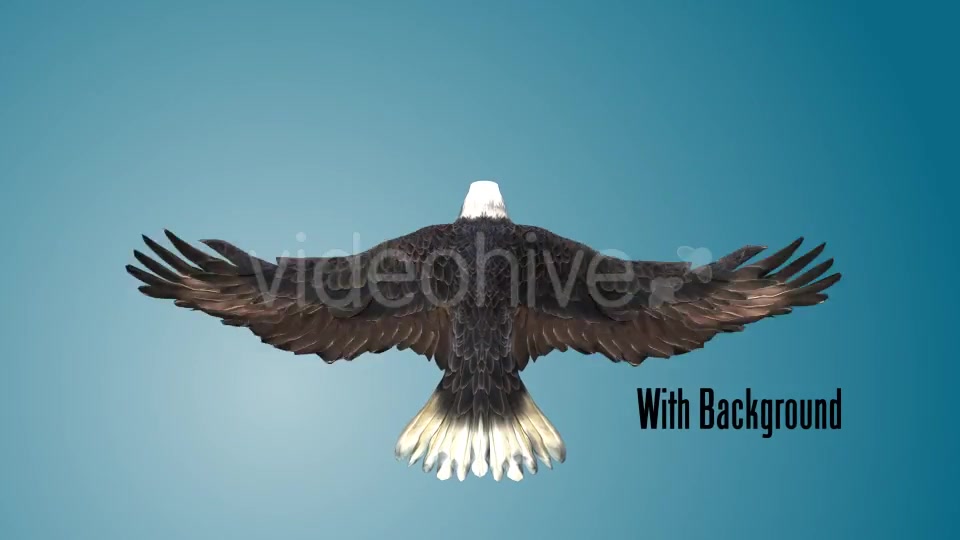 Eagle 03 Videohive 19255541 Motion Graphics Image 3