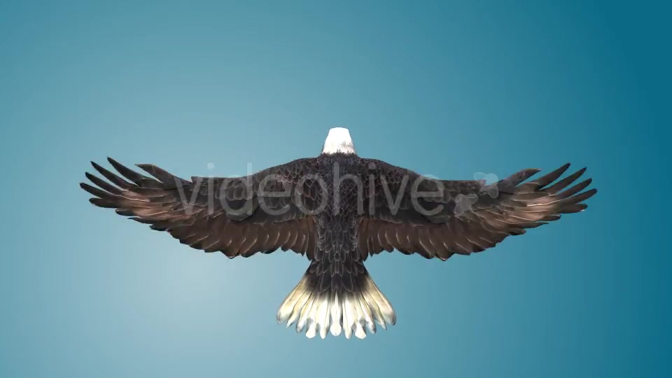 Eagle 03 Videohive 19255541 Motion Graphics Image 4