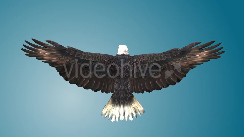 Eagle 03 Videohive 19255541 Motion Graphics Image 5