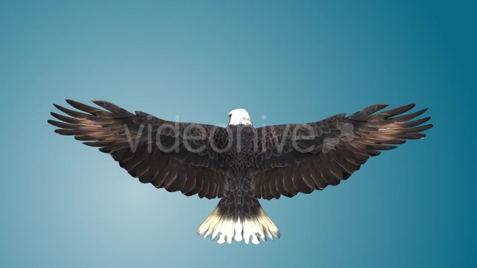 Eagle 03 Videohive 19255541 Motion Graphics Image 6