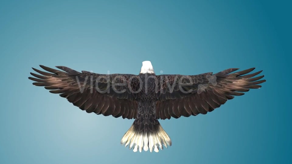 Eagle 03 Videohive 19255541 Motion Graphics Image 7