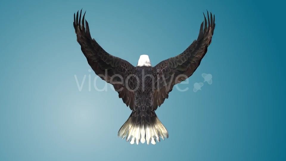 Eagle 03 Videohive 19255541 Motion Graphics Image 8
