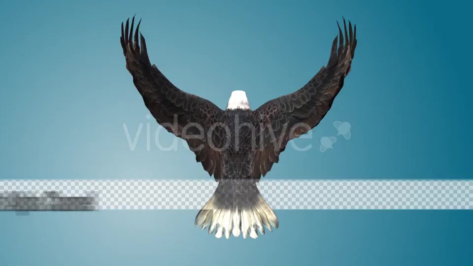 Eagle 03 Videohive 19255541 Motion Graphics Image 9