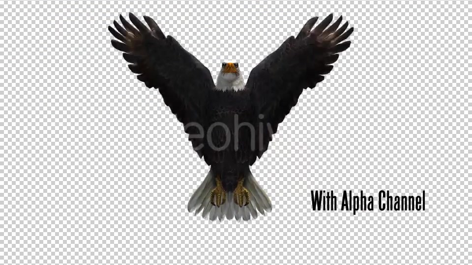 Eagle 04 Videohive 19255559 Motion Graphics Image 10