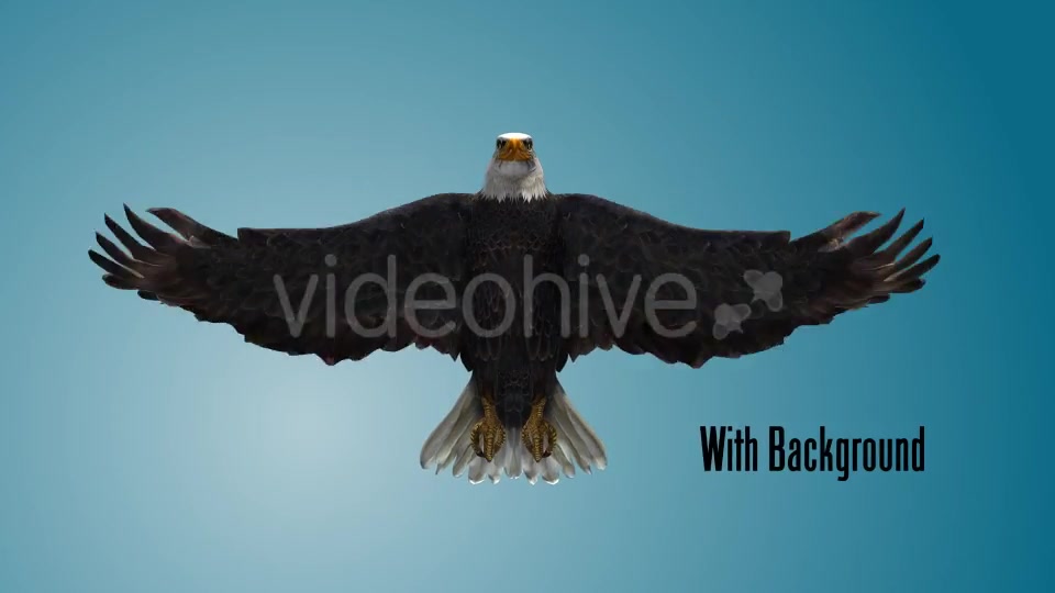 Eagle 04 Videohive 19255559 Motion Graphics Image 3
