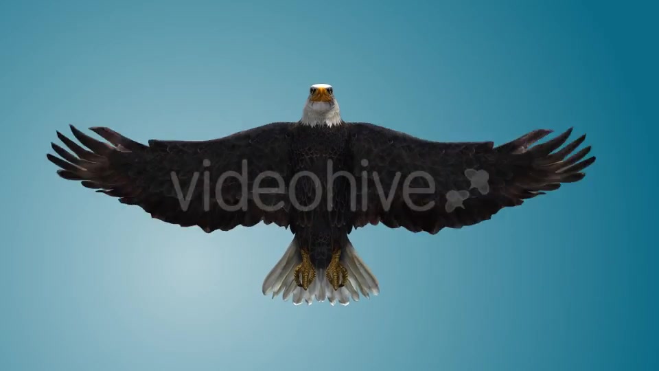 Eagle 04 Videohive 19255559 Motion Graphics Image 4