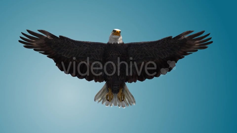 Eagle 04 Videohive 19255559 Motion Graphics Image 5