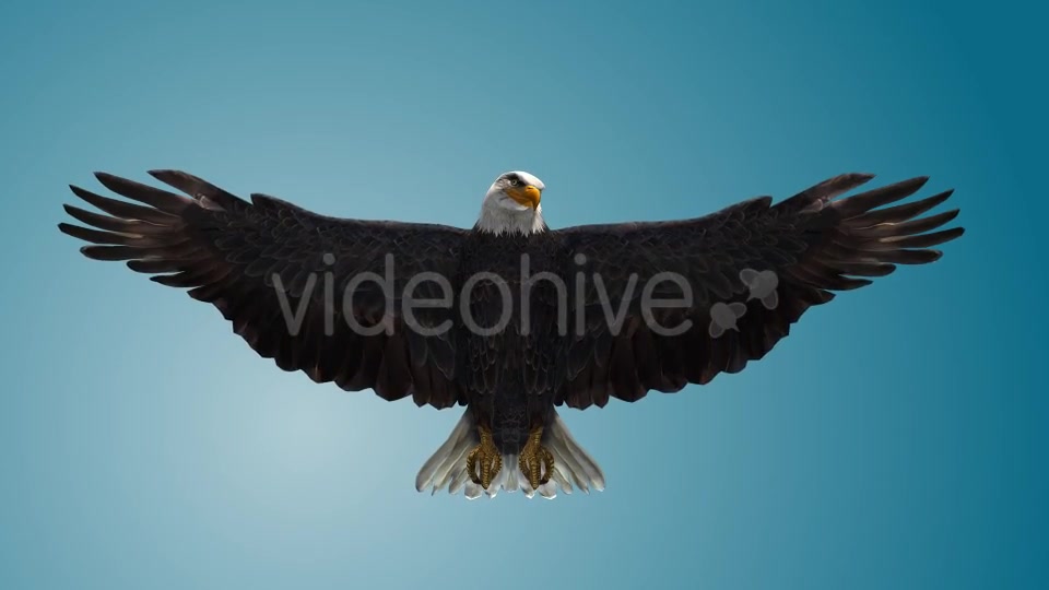 Eagle 04 Videohive 19255559 Motion Graphics Image 6