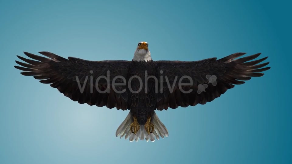 Eagle 04 Videohive 19255559 Motion Graphics Image 7