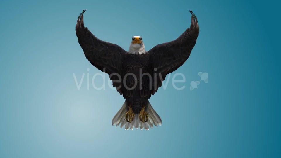 Eagle 04 Videohive 19255559 Motion Graphics Image 8