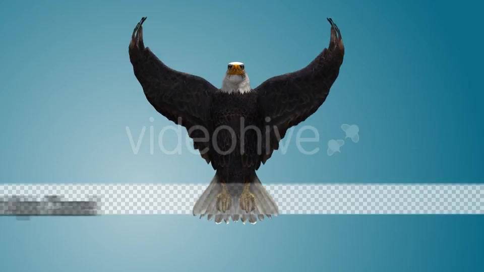 Eagle 04 Videohive 19255559 Motion Graphics Image 9