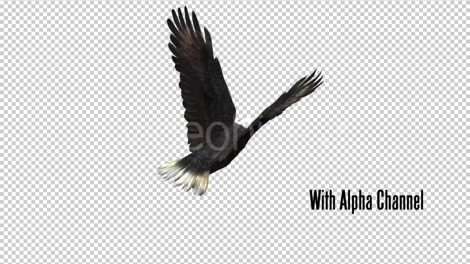 Eagle 05 Videohive 19255574 Motion Graphics Image 10