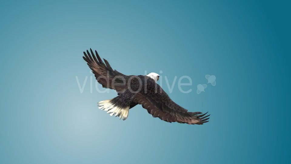 Eagle 05 Videohive 19255574 Motion Graphics Image 4