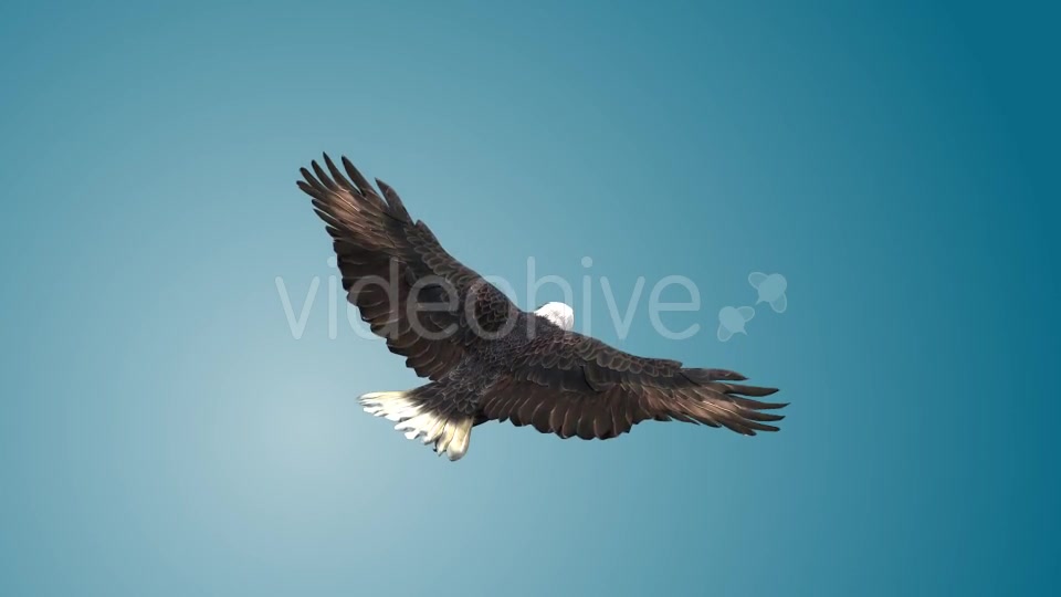 Eagle 05 Videohive 19255574 Motion Graphics Image 6