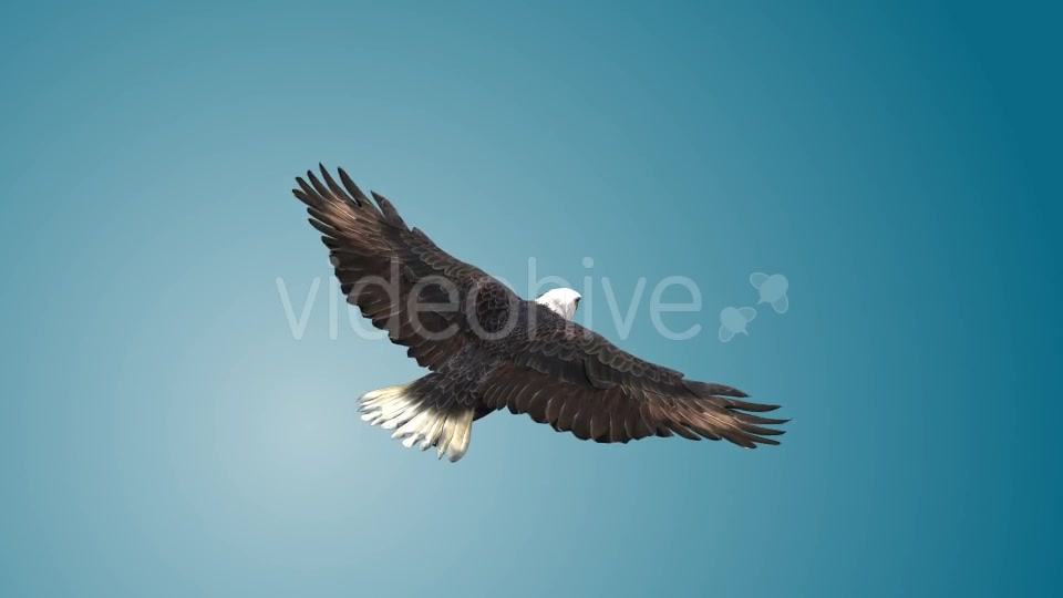 Eagle 05 Videohive 19255574 Motion Graphics Image 7