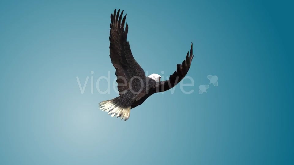 Eagle 05 Videohive 19255574 Motion Graphics Image 8
