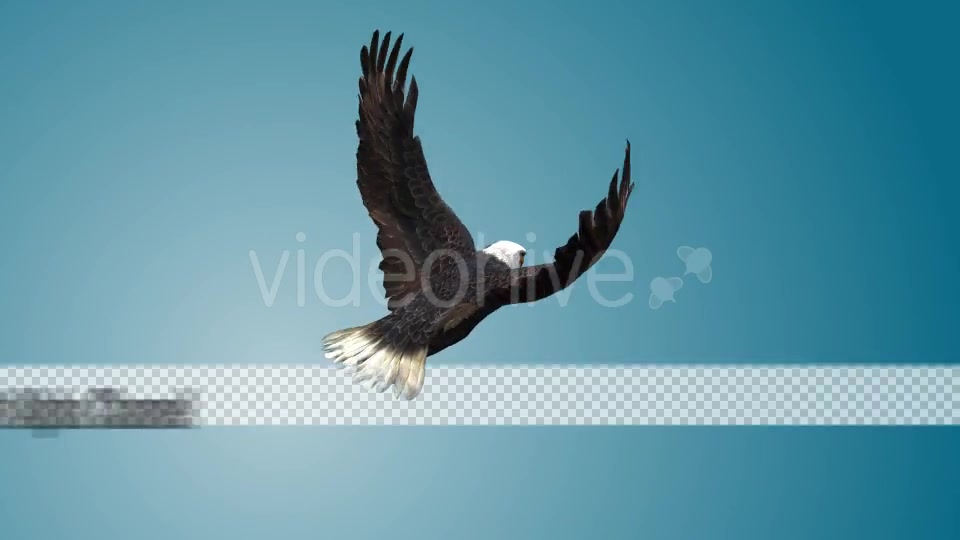 Eagle 05 Videohive 19255574 Motion Graphics Image 9