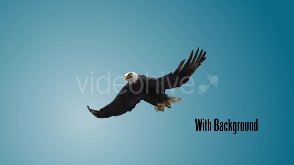Eagle 07 Videohive 19255595 Motion Graphics Image 3