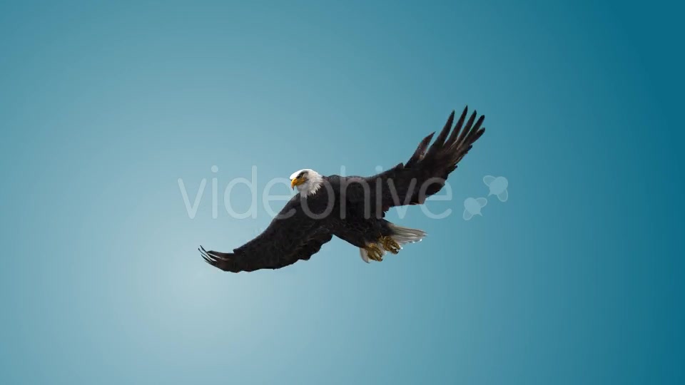 Eagle 07 Videohive 19255595 Motion Graphics Image 4