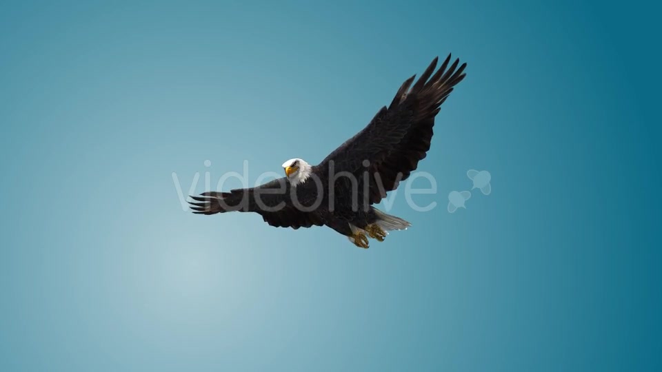 Eagle 07 Videohive 19255595 Motion Graphics Image 5