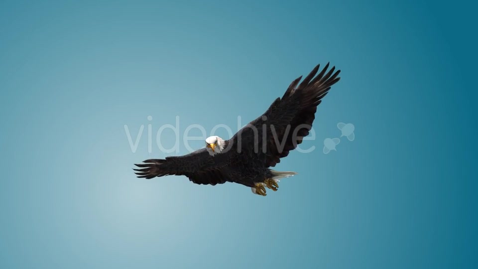 Eagle 07 Videohive 19255595 Motion Graphics Image 6
