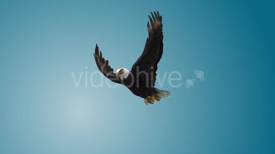 Eagle 07 Videohive 19255595 Motion Graphics Image 8
