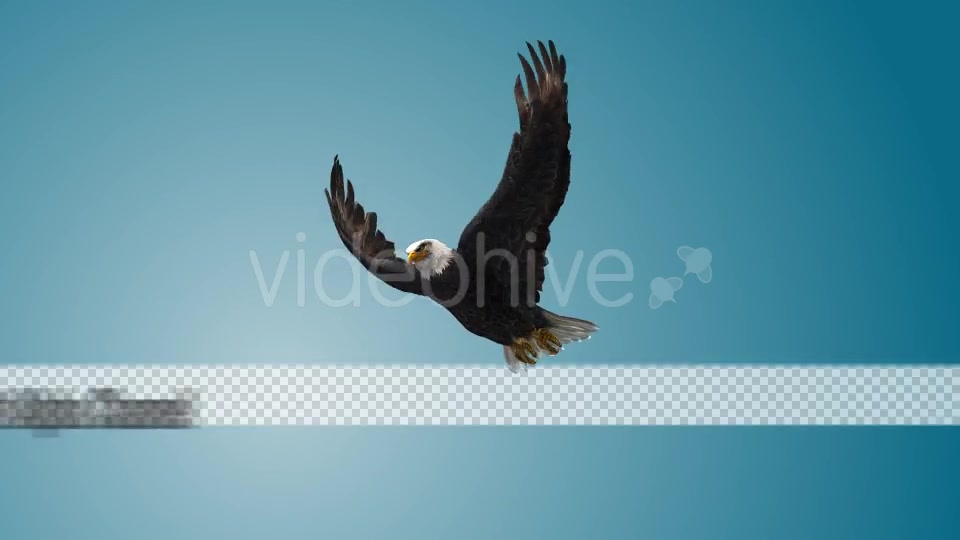 Eagle 07 Videohive 19255595 Motion Graphics Image 9