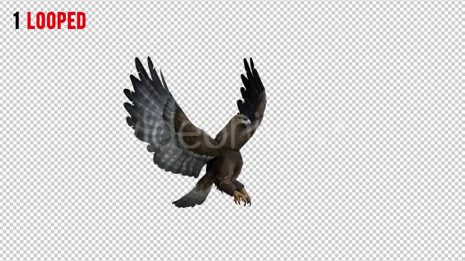 Eagle 3 Realistic Pack 3 Videohive 21076545 Motion Graphics Image 1
