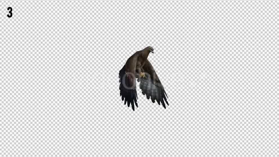 Eagle 3 Realistic Pack 3 Videohive 21076545 Motion Graphics Image 10