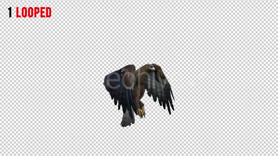 Eagle 3 Realistic Pack 3 Videohive 21076545 Motion Graphics Image 2