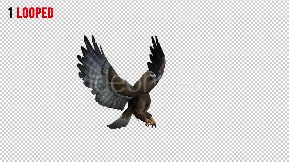 Eagle 3 Realistic Pack 3 Videohive 21076545 Motion Graphics Image 3
