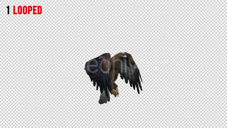 Eagle 3 Realistic Pack 3 Videohive 21076545 Motion Graphics Image 4