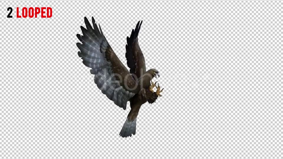Eagle 3 Realistic Pack 3 Videohive 21076545 Motion Graphics Image 6