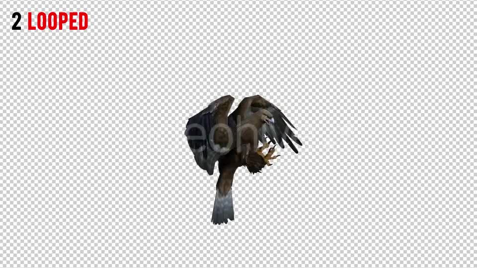 Eagle 3 Realistic Pack 3 Videohive 21076545 Motion Graphics Image 7