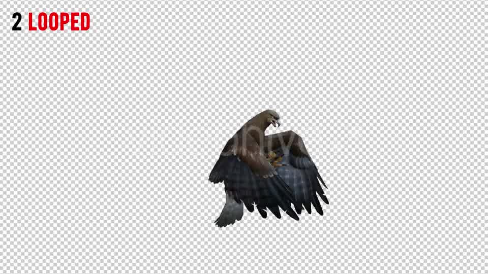 Eagle 3 Realistic Pack 3 Videohive 21076545 Motion Graphics Image 8