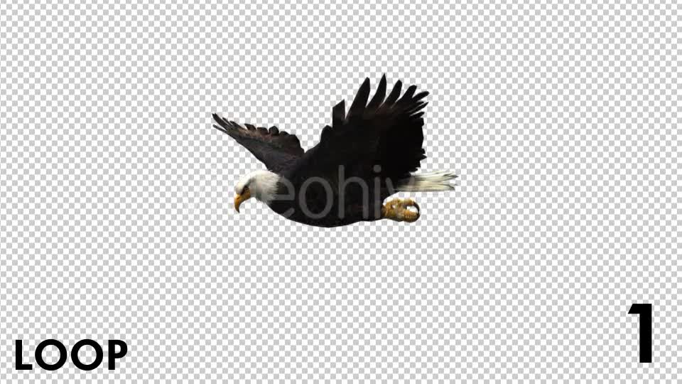 Eagle 3 View Scene Pack Videohive 18305927 Motion Graphics Image 1