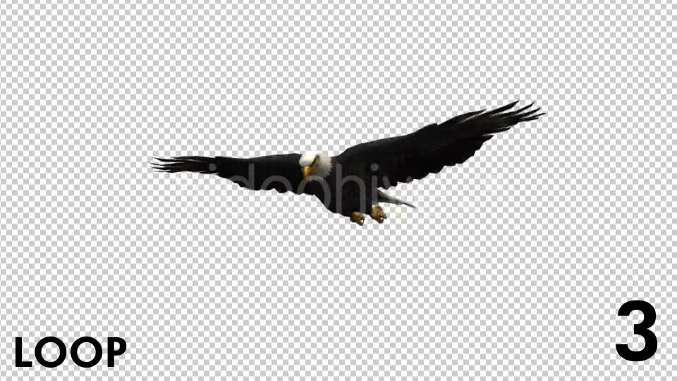 Eagle 3 View Scene Pack Videohive 18305927 Motion Graphics Image 10