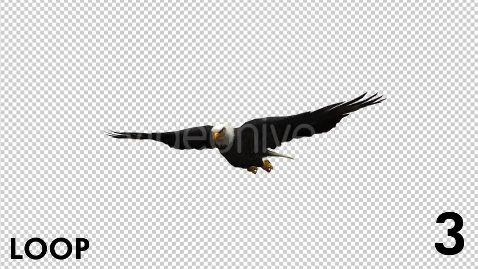 Eagle 3 View Scene Pack Videohive 18305927 Motion Graphics Image 11