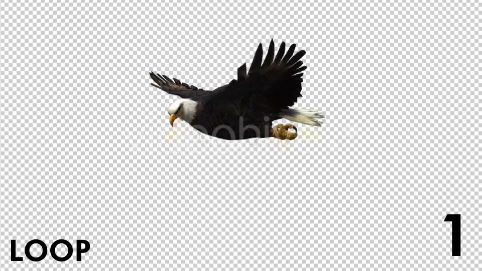 Eagle 3 View Scene Pack Videohive 18305927 Motion Graphics Image 2