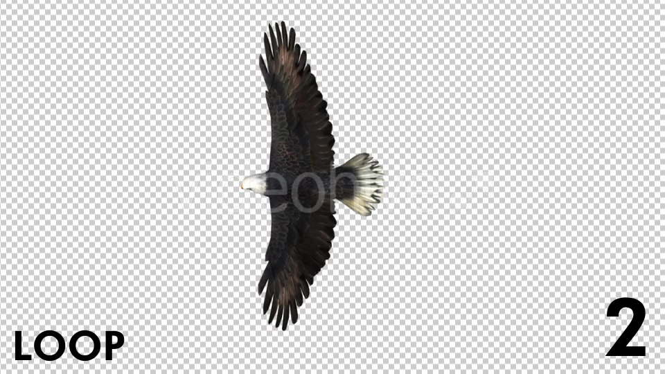 Eagle 3 View Scene Pack Videohive 18305927 Motion Graphics Image 5