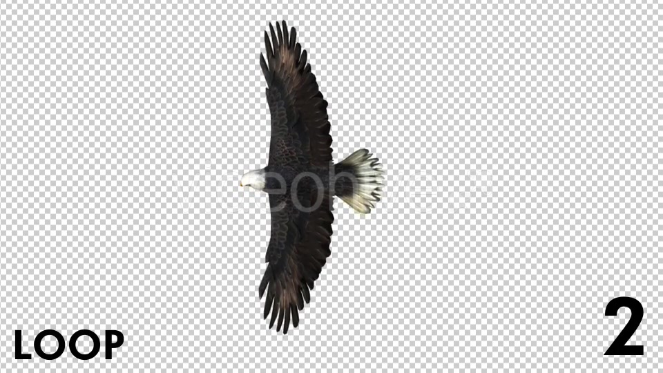 Eagle 3 View Scene Pack Videohive 18305927 Motion Graphics Image 6
