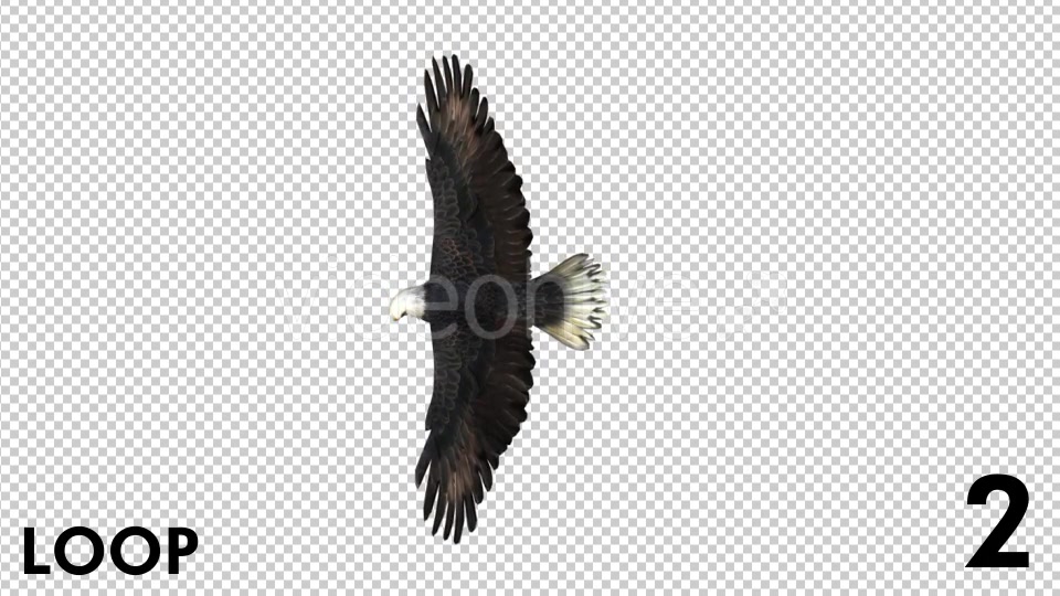 Eagle 3 View Scene Pack Videohive 18305927 Motion Graphics Image 8