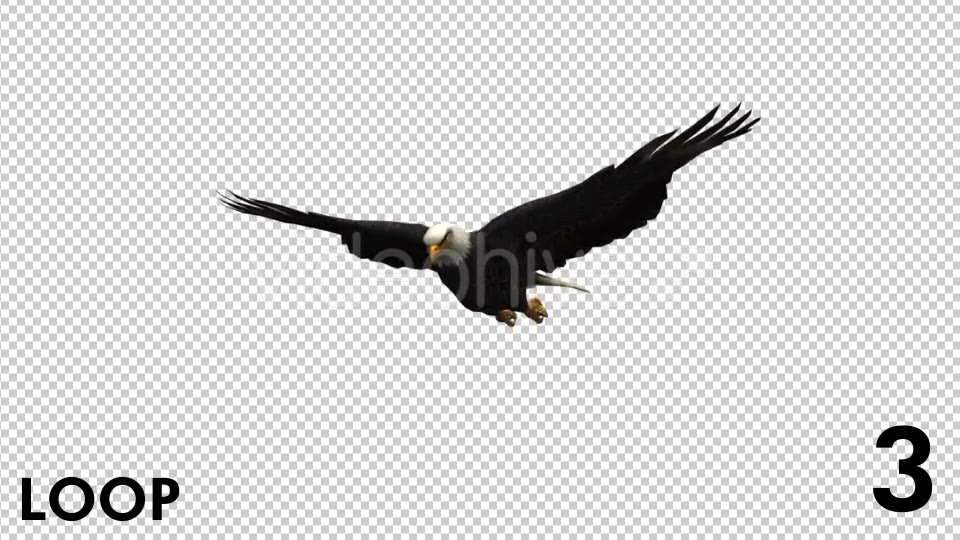 Eagle 3 View Scene Pack Videohive 18305927 Motion Graphics Image 9