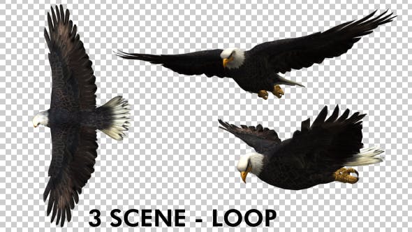 Eagle 3 View Scene Pack - 18305927 Videohive Download