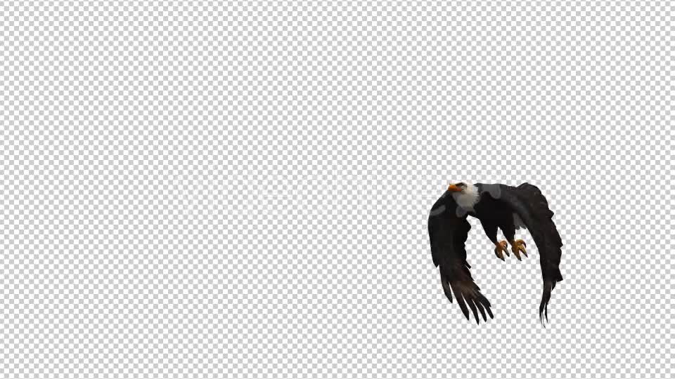 Eagle 8 Videohive 20659124 Motion Graphics Image 1