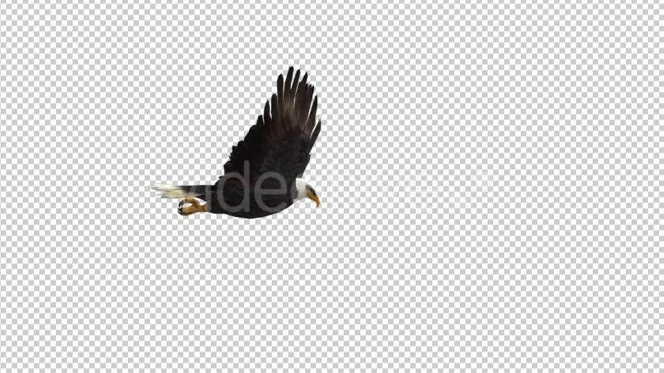 Eagle Flap Videohive 21177072 Motion Graphics Image 2