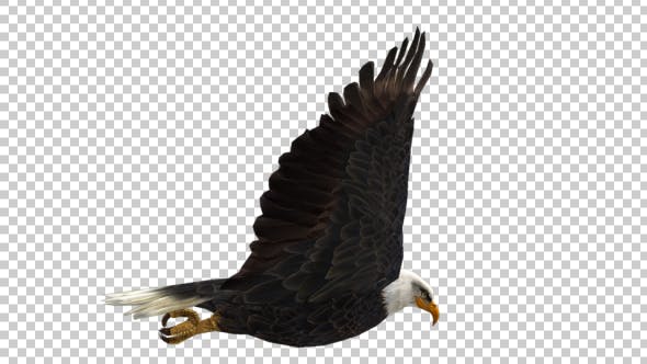 Eagle Flap - 21177072 Download Videohive