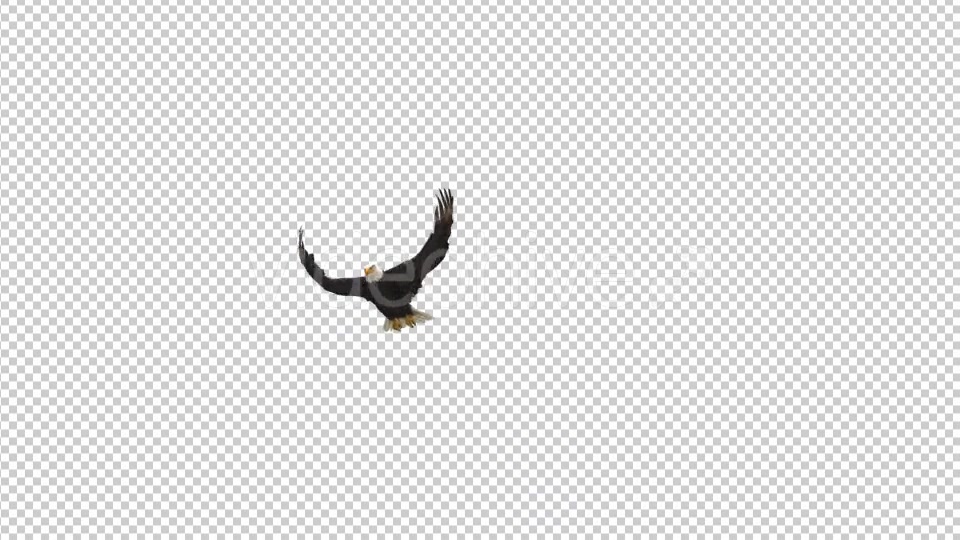 Eagle Fly Videohive 21177763 Motion Graphics Image 4