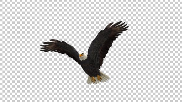 Eagle Fly - Download Videohive 21177763