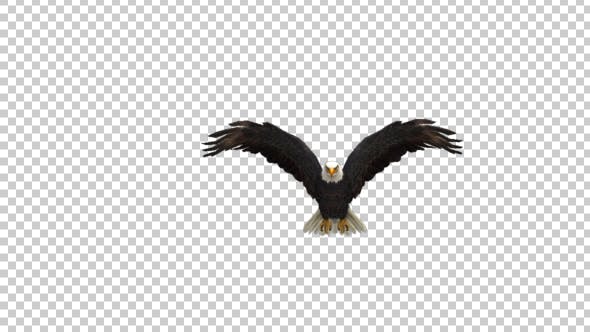 Eagle Fly - Videohive 21177132 Download